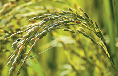 O arroz vermelho (Oryza sativa L.) é uma planta daninha que causa  elevados prejuízos ao arroz irrigado no sul do país 