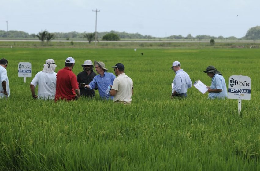  RiceTec comemora 25 anos no Brasil com novos produtos e visita do CEO Global