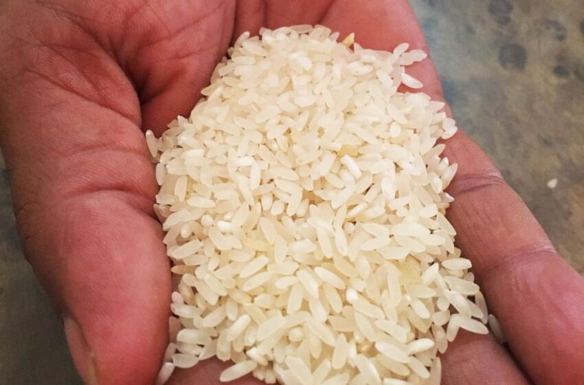  Pesquisadores identificam variedades de arroz que podem melhorar a nutrição