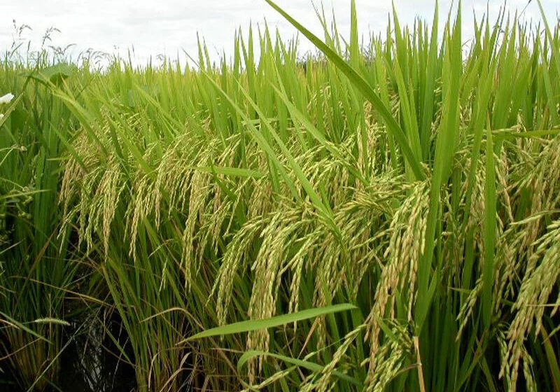  Com muitos obstáculos, 500 arrozeiros uruguaios puderam fazer mais