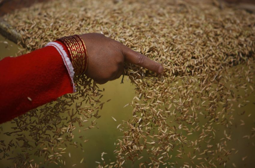 Tarifa dos EUA desacelerará exportações de arroz basmati e criará excedente na Índia