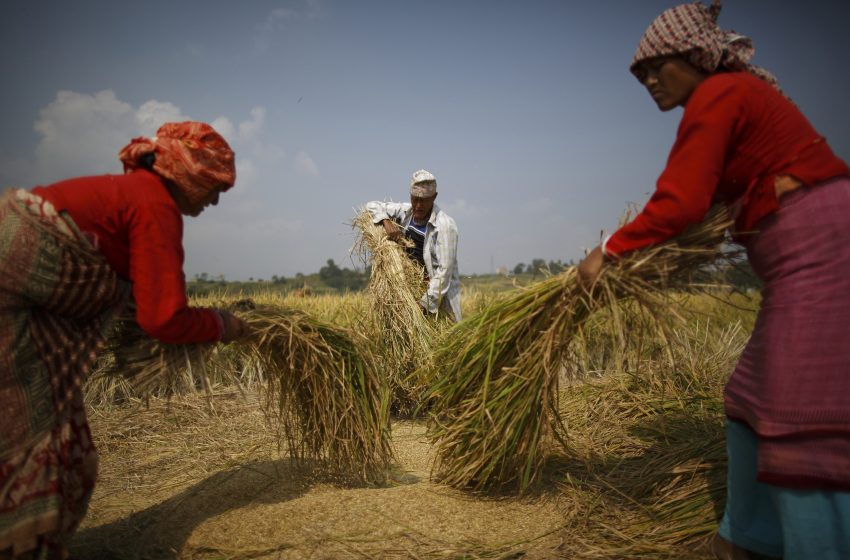 Como anda o coração do mercado global de arroz
