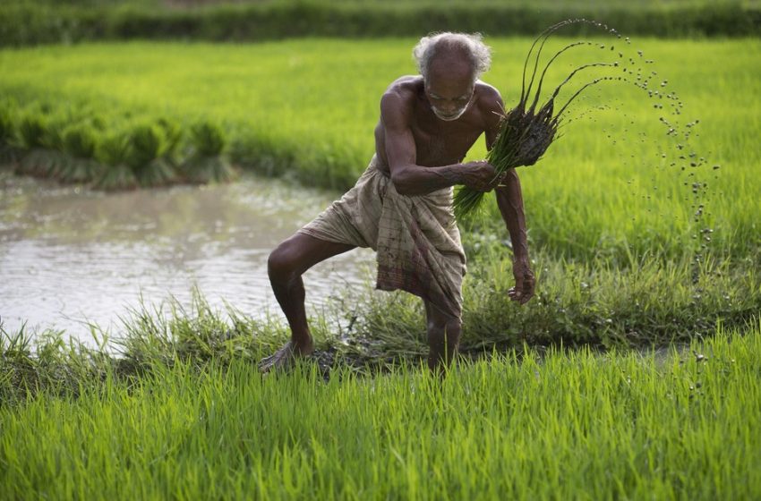 Índia atinge recorde histórico nos estoques de arroz e deve exportar volume inédito em 2025
