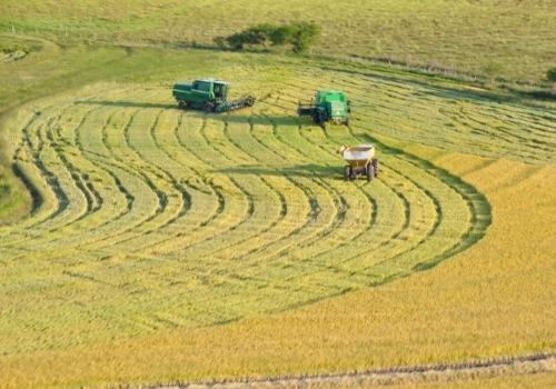  Mercado do arroz segue em queda, mas abre exportações