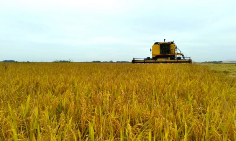  Colheita de arroz atinge 36% no Rio Grande do Sul