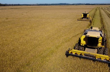 
Entre as regiões produtoras, a Fronteira Oeste e a Planície Costeira Externa se destacam com os maiores percentuais de colheita – Foto: Giovane Wrasse/Irga