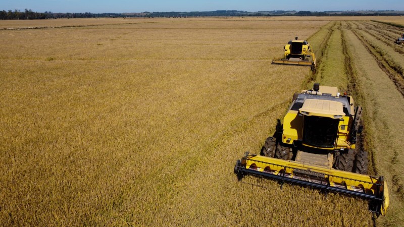  Colheita do arroz no RS atinge 91,51% da área total cultivada, diz Irga