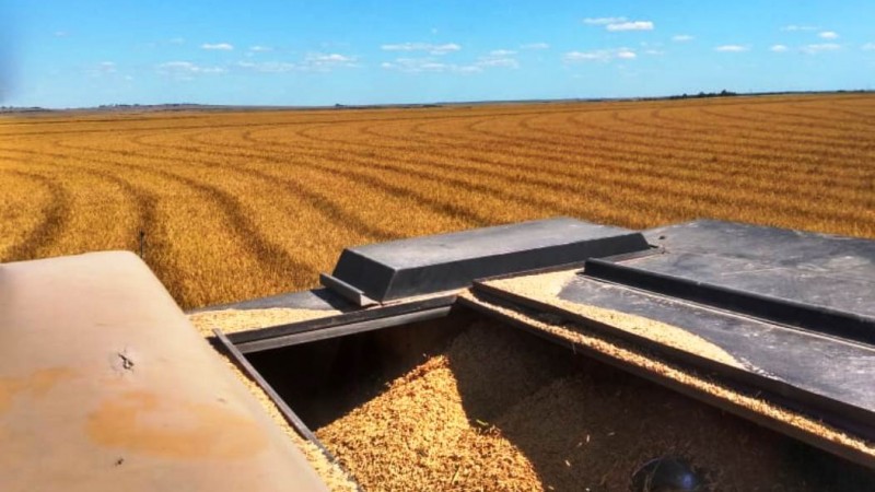  Uruguaiana/RS fecha safra de arroz com redução de área e menor produtividade