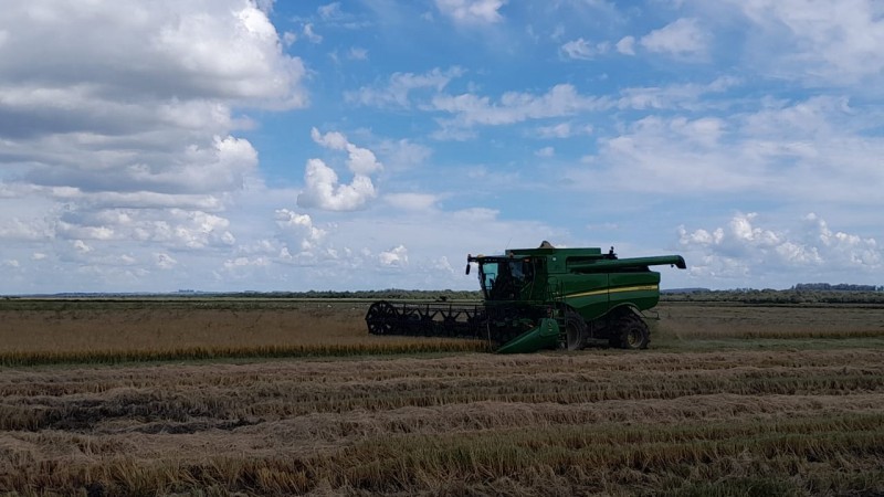  Colheita do arroz ultrapassa 50% da área no Rio Grande do Sul