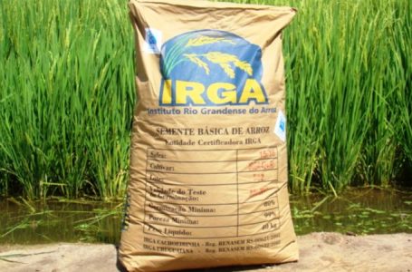 Sementes certificadas da cultivar IRGA 424 RI – Foto: Divulgação/Irga