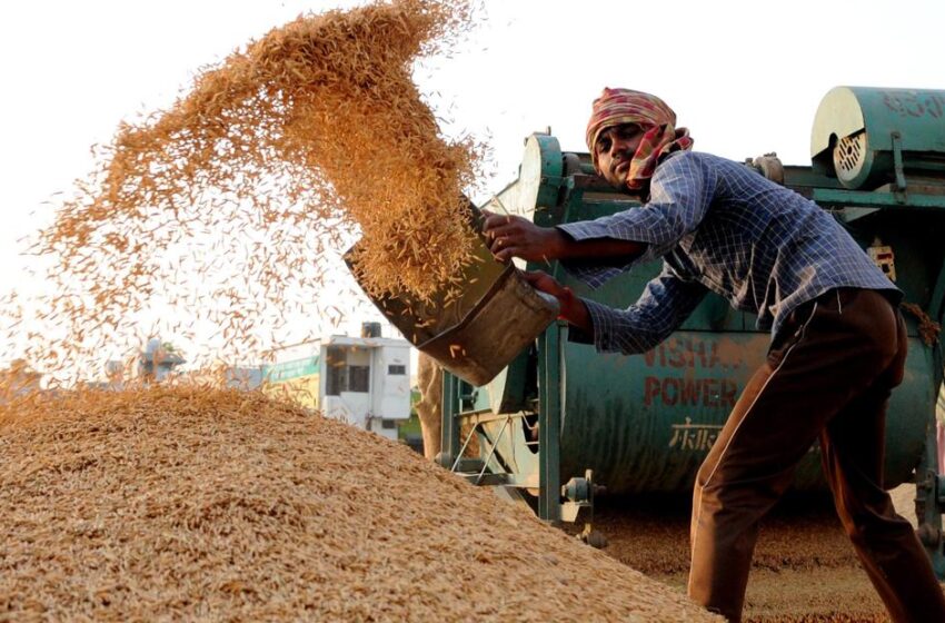  Ásia: oferta justa e demanda robusta elevam preços do arroz ao pico de dois anos