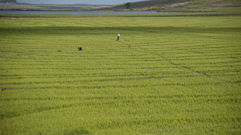  Uruguai exportará menos arroz, mas faturará mais que em 2023
