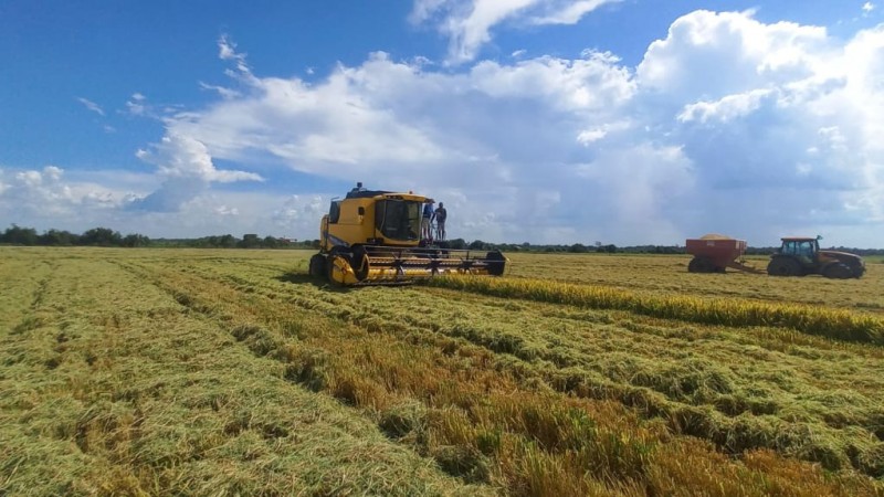  Colheita de arroz alcança 14,69% da área semeada no Rio Grande do Sul