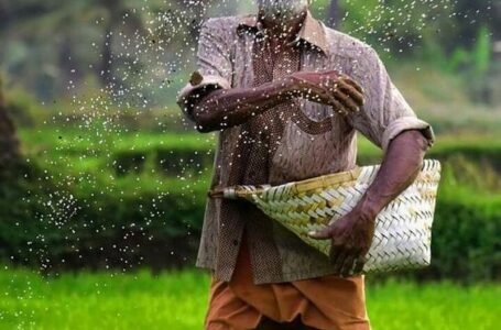 Enquanto crescem vertiginosamente na exportação de arroz longo-fino, indianos vendem menos basmati (Foto: Divulgação