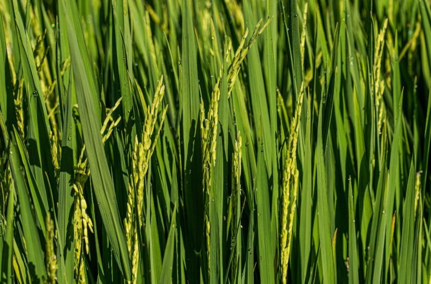  Com semeadura do arroz 2023/24 no final, produtores devem planejar o manejo da brusone