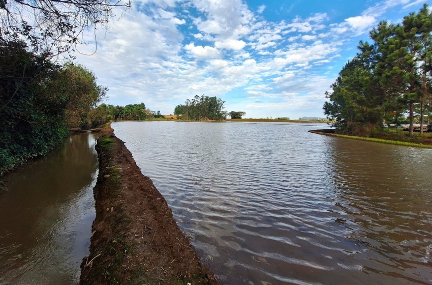 Safra 26/27 de arroz tem expectativa positiva em Santa Catarina, mas questões climáticas podem afetar produtividade