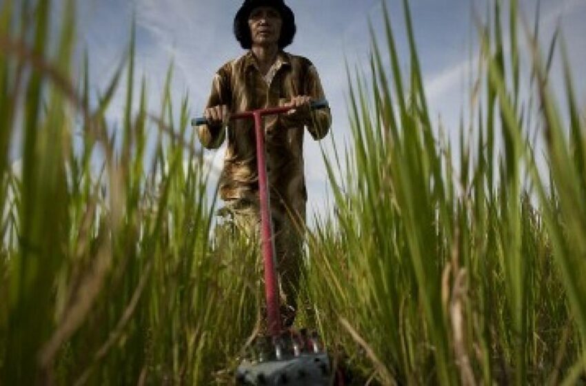  Demanda e câmbio elevam cotações do arroz na Ásia, exceto Vietnã