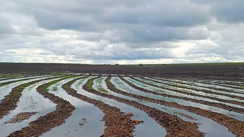  Semeadura do arroz alcança 19% no Rio Grande do Sul