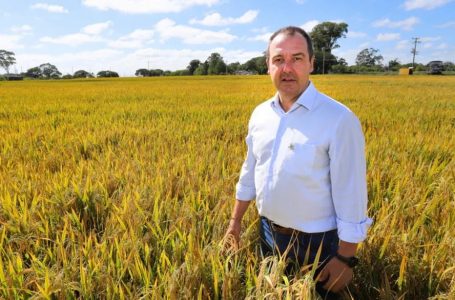 Alexandre Velho, presidente da Federarroz. Divulgação