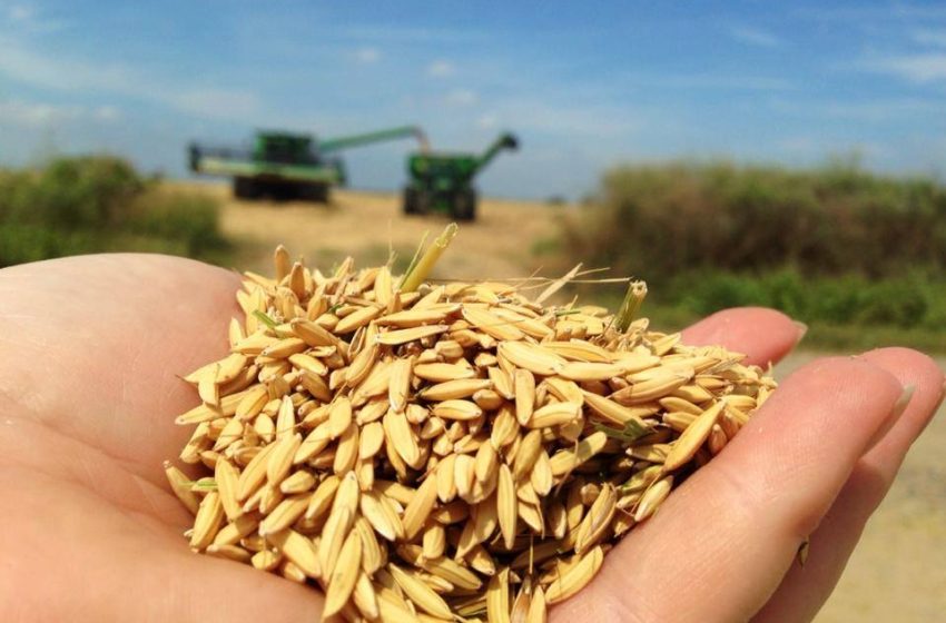  Perspectiva do mercado de arroz nos EUA para 2025 não é clara