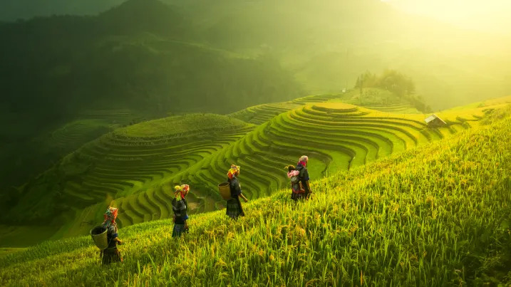  Vietnã cortará exportações de arroz em 44% até 2030
