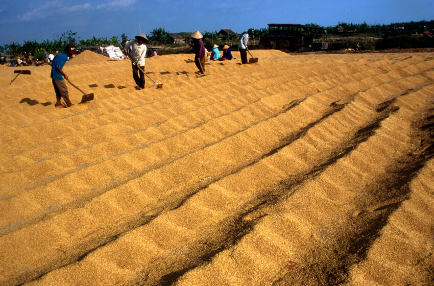  Índia restringe exportações de arroz e compradores buscam outros fornecedores
