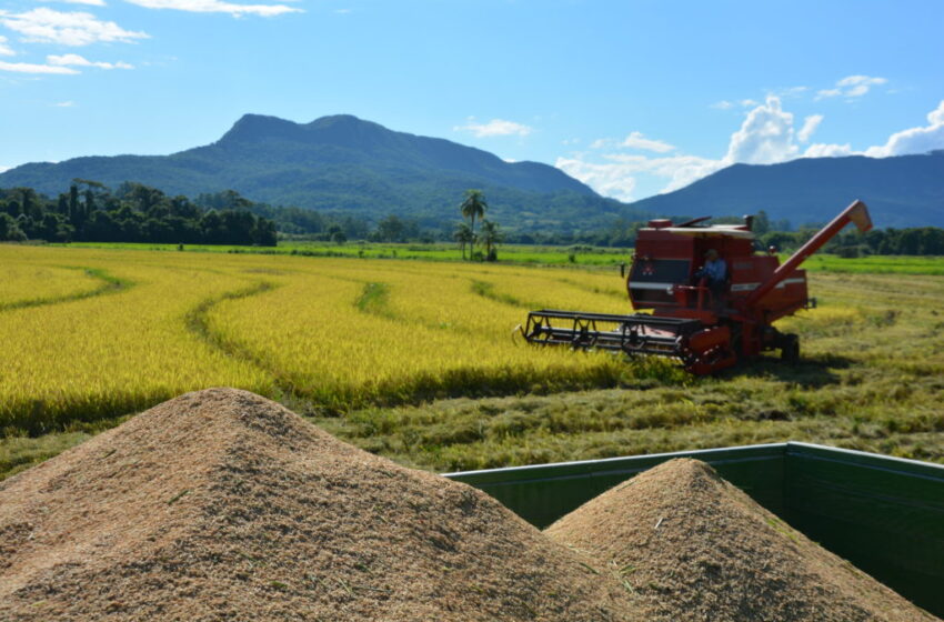  Mercado de arroz arrastado e com baixa liquidez em período de festividades