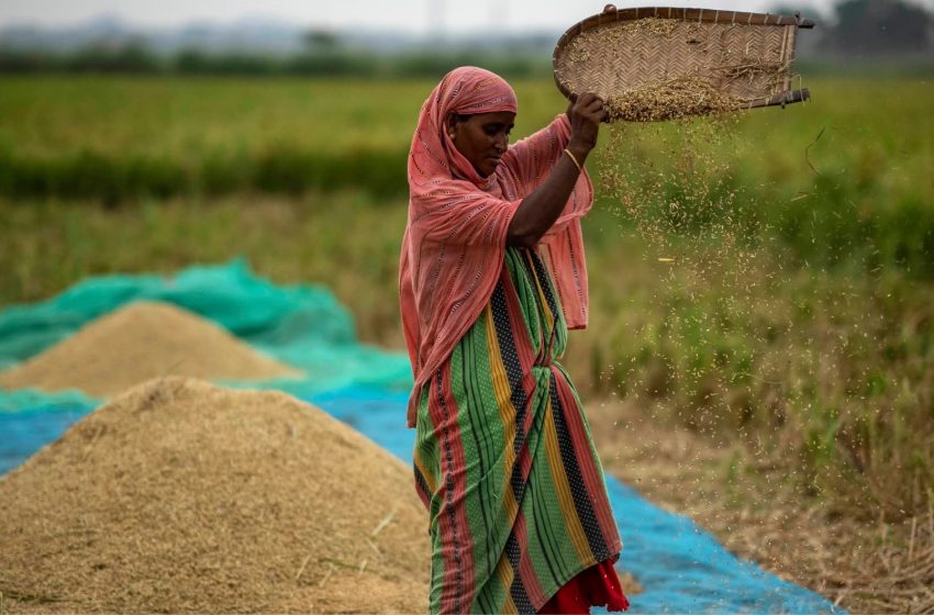  Com forte demanda, Índia vai exportar 10% mais arroz em 2025/26