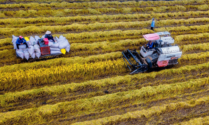  Preços do arroz na Tailândia caem ao mínimo em 14 meses