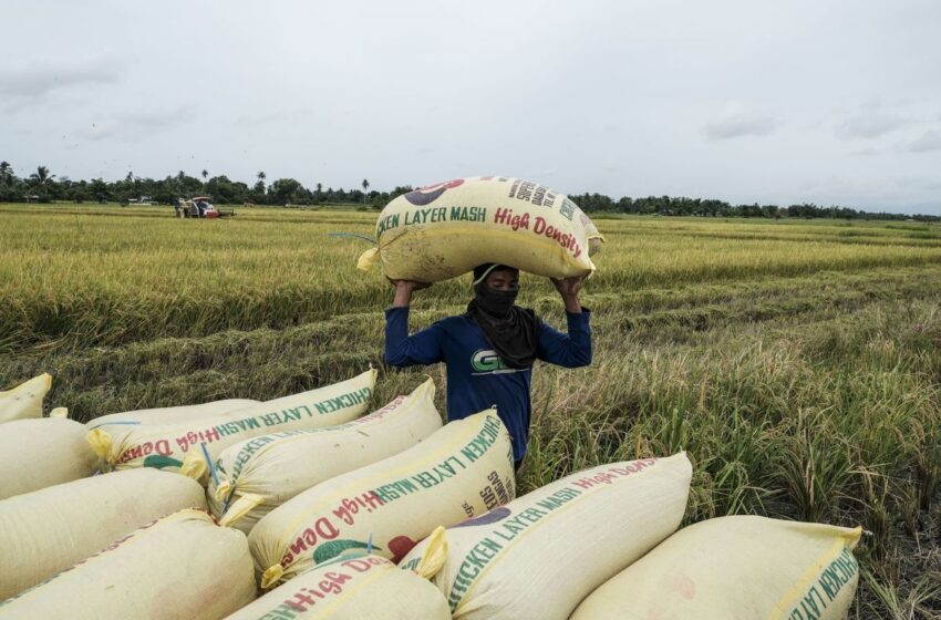  Custos crescentes de fertilizantes alcançam arrozeiros e ameaçam suprimentos