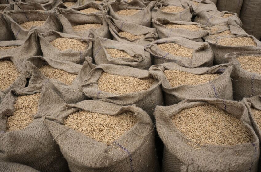  Índia considera proibir a maioria das exportações de arroz por temres de inflação