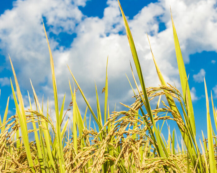  Questão hídrica é risco para safra nova de arroz, que pode ter preço menor, avalia Conab