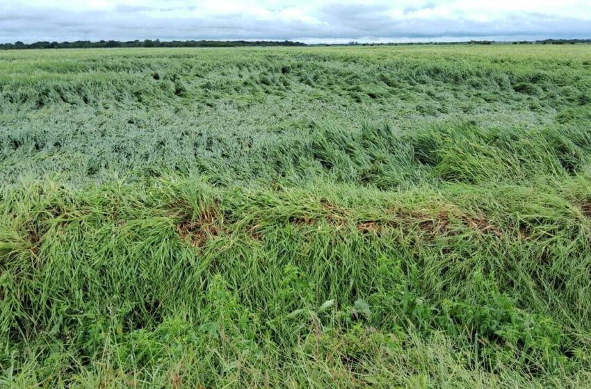  Após temporais, agricultores avaliam estragos nas lavouras de arroz