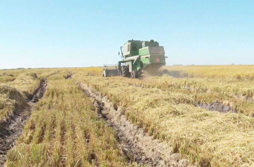  Corrientes superou Entre Ríos na produção de arroz