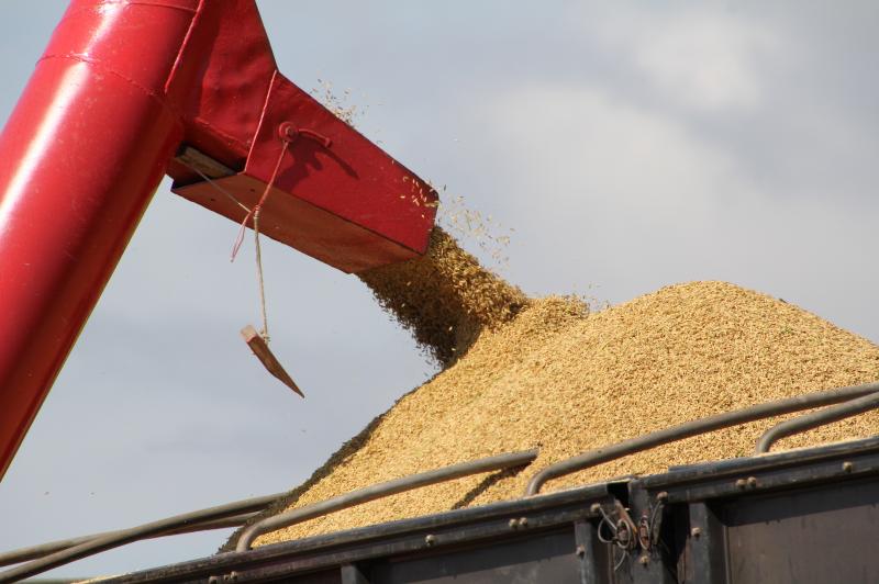 Paraguai projeta boa colheita de arroz 2022/23