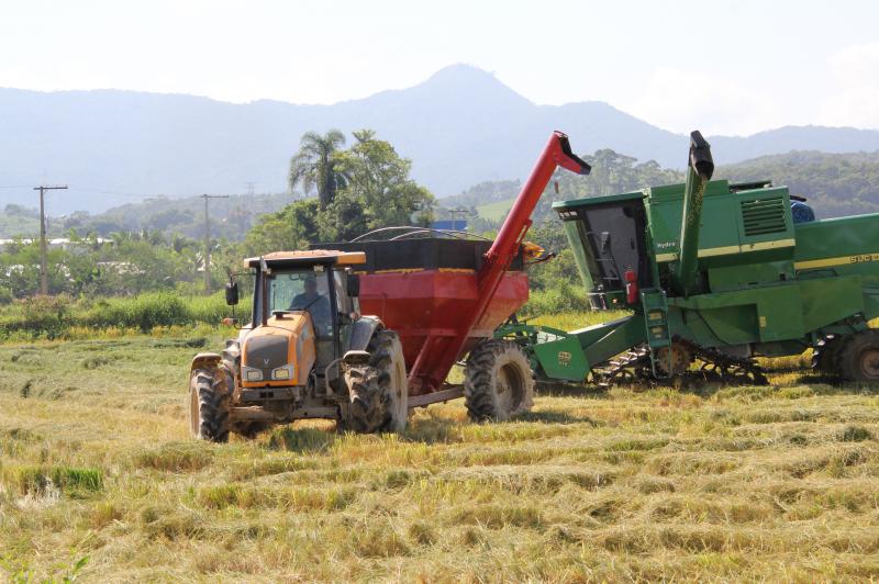  Colheita pressionou cotações do arroz no mercado brasileiro em março