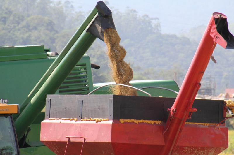  México formaliza exigências para importar arroz polido