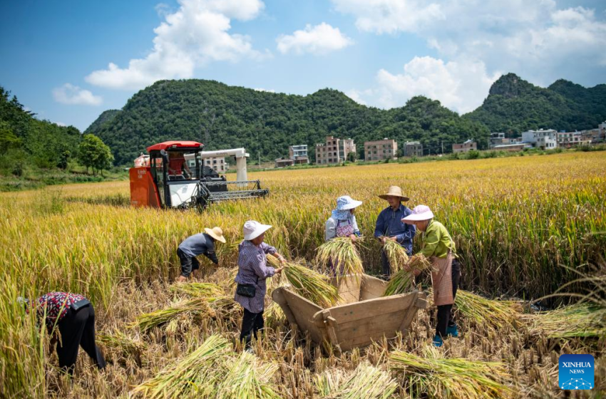  Pelo 3º ano consecutivo: Filipinas emergirão como o maior importador mundial de arroz