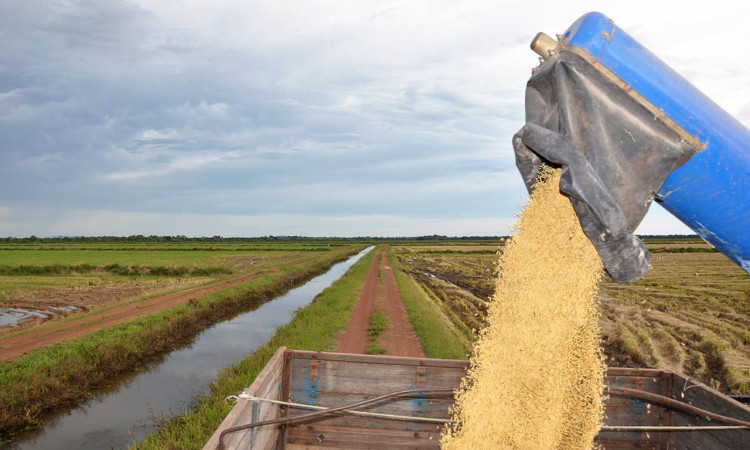  Arroz: agosto tem alta nas exportações do agro gaúcho