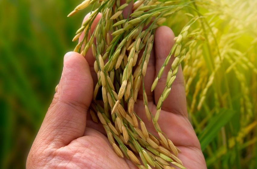 Resistência dos produtores sustenta preços do arroz no RS, mas baixa liquidez limita recuperação