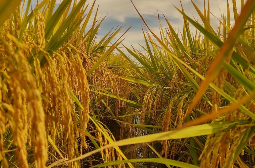  Brasil exporta 135,3 mil t de arroz em fevereiro; Venezuela lidera compras
