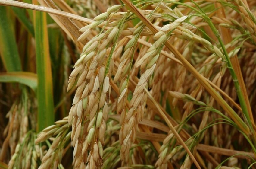  Uruguai: Custos crescem 10%, mas a área de arroz aumentará 15%