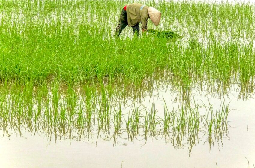  Limites de exportação da Índia agitam mercado de arroz