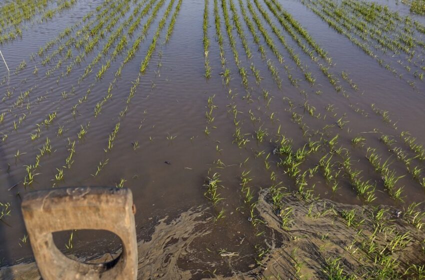  Dia de Campo da FieldCrops põe a sustentabilidade de soja e arroz em evidência