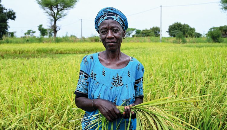  África luta para se livrar do arroz indiano