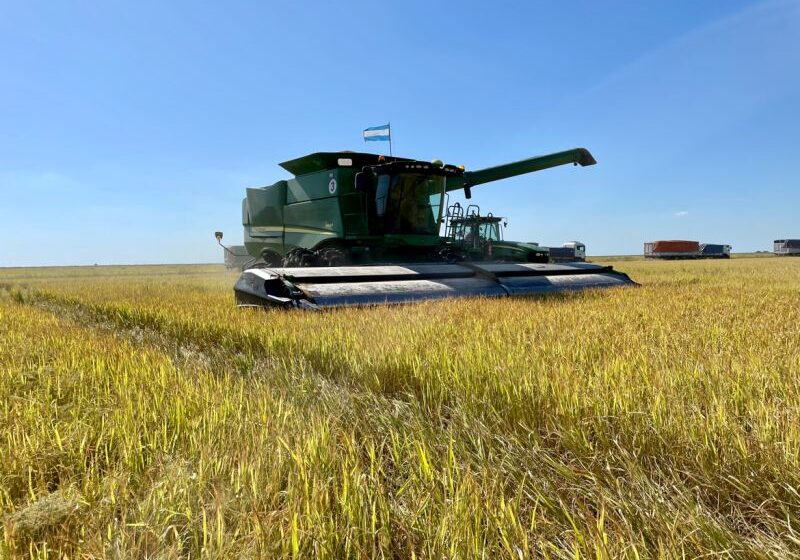  Colheita de arroz acima de 64% no Uruguai
