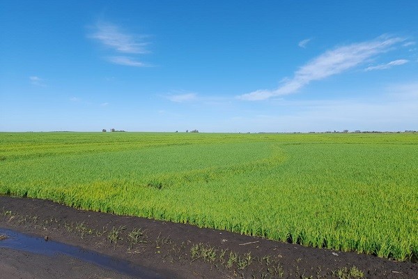 Área plantada com arroz caiu 16% em Entre Ríos