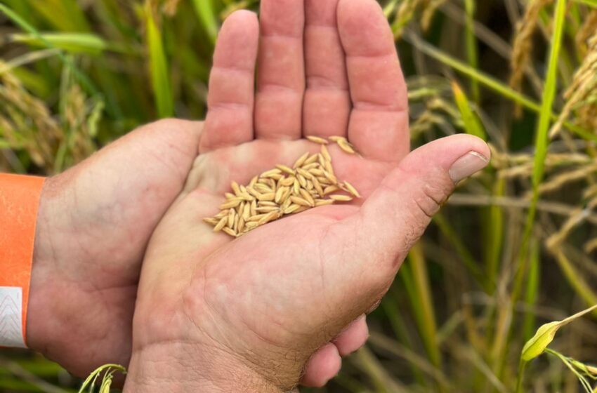  Preço do arroz aumenta 16% em 2023 e brasileiro escolhe substituto