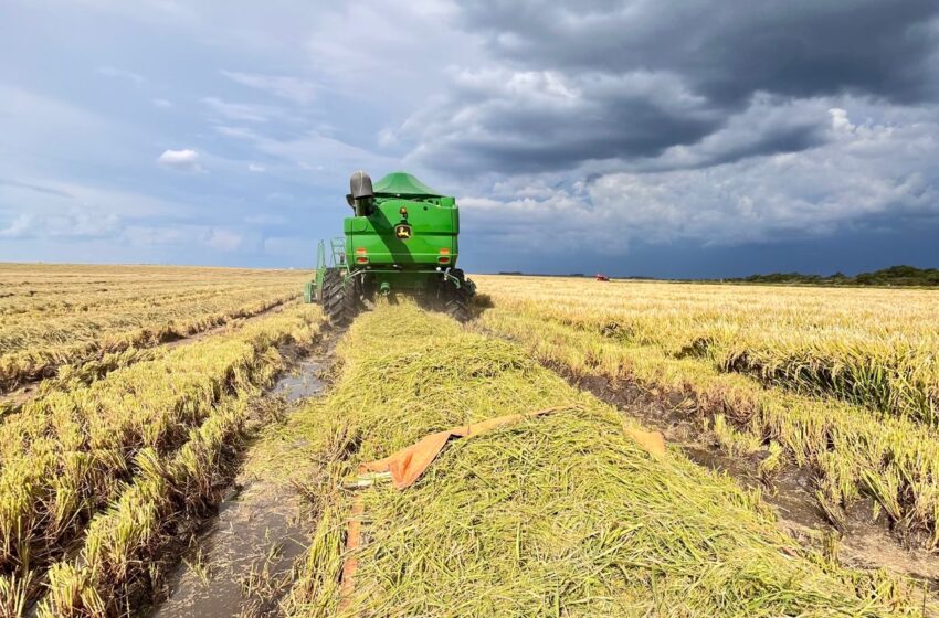  Safra de arroz concluída nos seis maiores produtores do país