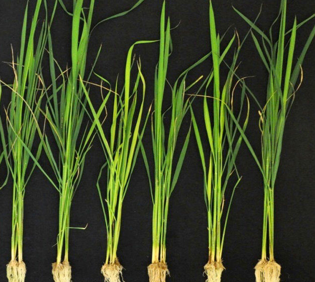  Um novo caminho para o arroz mais resistente: ajuste de seu microbioma
